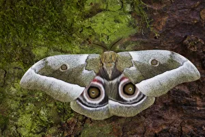Silk Moth Gonimbrasia zambesina photographed in Sammamish, Washington Silk Moth Gonimbrasia zambesina photographed in Sammamish, Washington