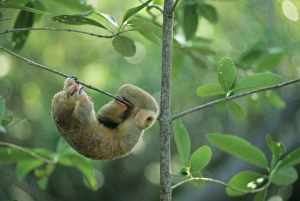Silky Anteater, (Cyclopes didactylus), West Indies, Trinidad, Caroni Swamp, sleeping Silky Anteater, (Cyclopes didactylus), West Indies, Trinidad, Caroni Swamp, sleeping