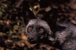 silver fox, red fox morph, Vulpes vulpes, in the foothills of the Takshanuk mountains silver fox, red fox morph, Vulpes vulpes, in the foothills of the Takshanuk mountains