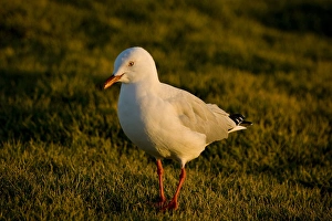 Silver Gull Larus novaehollandiae Eastern Coastal Australia Silver Gull Larus novaehollandiae Eastern Coastal Australia
