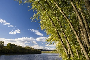 Silver maple trees lean over the Connecticut River at the Sawyer Farm in Walpole Silver maple trees lean over the Connecticut River at the Sawyer Farm in Walpole