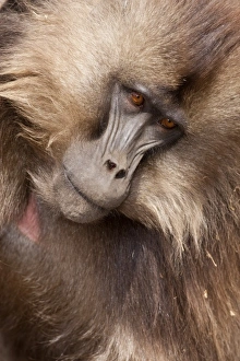 Simien Mountains, Ethiopia, Gelada, aka Gelada Baboon, Theropitecus gelada Simien Mountains, Ethiopia, Gelada, aka Gelada Baboon, Theropitecus gelada
