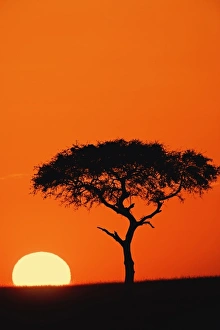 Single Acacia tree silhouetted at sunrise, Masai Mara, Kenya Single Acacia tree silhouetted at sunrise, Masai Mara, Kenya