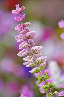 Single flower stem against out of focus background of flowers, Rockport, Maine Single flower stem against out of focus background of flowers, Rockport, Maine