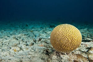 Images Dated 3rd April 2011: Single head of brain coral on the sea bottom off of Bonaire, N.A