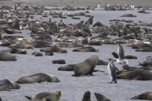 A single king penguins stands out in a crowd of thousands of Antarctic fur seals A single king penguins stands out in a crowd of thousands of Antarctic fur seals