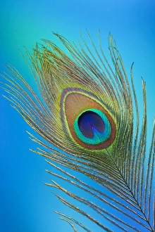 Single Male Peacock tail Feather against colorful background Single Male Peacock tail Feather against colorful background