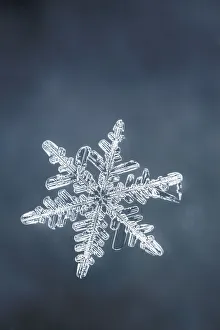 <b class=qtipBold><figcaption>Single snowflake</figcaption></b><br>Single snowflake.<br><em>© Copyright Adam Jones / Danita Delimont</em> Single snowflake