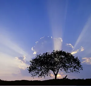 Single tree silhouetted at sunrise, Costa Rica Single tree silhouetted at sunrise, Costa Rica