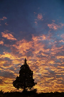 Single Western Juniper (Juniper occidentalis) silhouetted at sunrise, Oregon Single Western Juniper (Juniper occidentalis) silhouetted at sunrise, Oregon