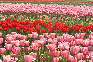 Skagit Valley Tulip Fields, near La Conner, Washington State, USA (RF) Skagit Valley Tulip Fields, near La Conner, Washington State, USA (RF)