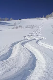 Images Dated 15th January 2013: Ski Tracks in Silver Fork, Big Cottonwood, Uinta Wasatch Cache National Forest, Utah