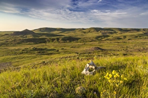 Skull and wildflowers in the Bitter Creek Wilderness Study Area near Hinsdale, Montana Skull and wildflowers in the Bitter Creek Wilderness Study Area near Hinsdale, Montana