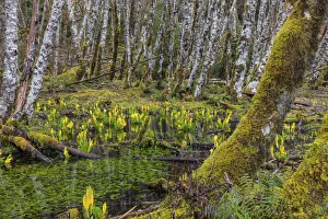 Skunk cabbage and alder forest in the Sol Duc Valley of Olympic National Park Skunk cabbage and alder forest in the Sol Duc Valley of Olympic National Park