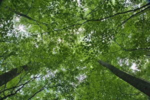 Images Dated 12th June 2006: Skyward view of forest canopy, Great Smoky Mountains Natioanl Park, Tennessee