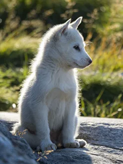 Sled Dogs. Inuit village Oqaatsut (once called Rodebay) located in Disko Bay. Greenland Sled Dogs. Inuit village Oqaatsut (once called Rodebay) located in Disko Bay. Greenland