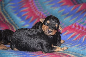 Sleeping Airedale Puppies, McIntosh, New Mexico Sleeping Airedale Puppies, McIntosh, New Mexico