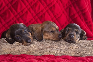 Sleeping Doxen Puppies, Yucca Valley, California Sleeping Doxen Puppies, Yucca Valley, California