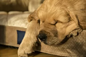 Images Dated 9th January 2016: Sleeping eight week old Golden Retriever puppy. (PR)