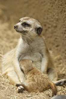 Slender-tailed Meerkat nursing young Suricata suricata hahni San Diego Zoo Slender-tailed Meerkat nursing young Suricata suricata hahni San Diego Zoo
