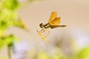 Slough Amberwing (Perithemis domitia) dragonfly, male perched with sunlight coming Slough Amberwing (Perithemis domitia) dragonfly, male perched with sunlight coming