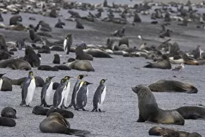 Images Dated 6th January 2006: A small group of king penguins stand surrounded by thousands of Antarctic fur seals