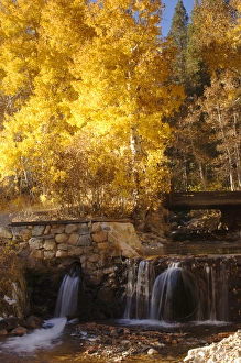 A small stream cascades over a rock dam amid fall aspens in the Sierra A small stream cascades over a rock dam amid fall aspens in the Sierra