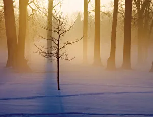 Small tree in sunlight early morning, Michigan Small tree in sunlight early morning, Michigan