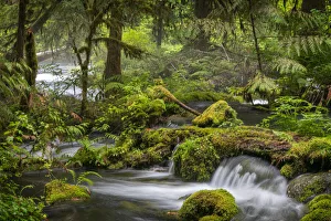 Small waterfall cascades over mossy log and rocks in Olallie Creek near McKenzie River Small waterfall cascades over mossy log and rocks in Olallie Creek near McKenzie River