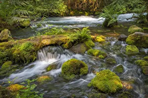 Small waterfall cascades over mossy rocks and logs in Olallie Creek near McKenzie River Small waterfall cascades over mossy rocks and logs in Olallie Creek near McKenzie River