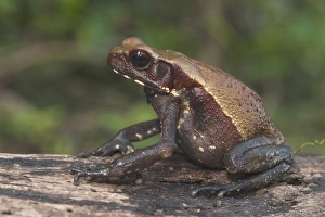 Smooth-sided Toad (Rhaebo guttatus ) Rain Forest Iwokrama Reserve Smooth-sided Toad (Rhaebo guttatus ) Rain Forest Iwokrama Reserve