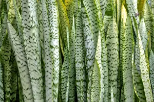 Snake plant, Mother-in-law's tongue Snake plant, Mother-in-law's tongue