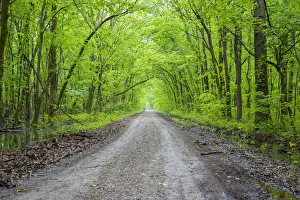 Snake Road LaRue Pine Hills Otter Pond Natural Area Shawnee National Forest Union Co. IL Snake Road LaRue Pine Hills Otter Pond Natural Area Shawnee National Forest Union Co. IL