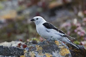 <b class=qtipBold><figcaption>Snow Bunting</figcaption></b><br><em>© Ken Archer / DanitaDelimont.com</em> Snow Bunting