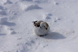snow bunting, Plectrophenax nivalis, on the snow-covered tundra snow bunting, Plectrophenax nivalis, on the snow-covered tundra