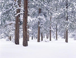 Snow covered Ponderosa forest on the South Rim of the Grand Canyon Nat'l Park, AZ Snow covered Ponderosa forest on the South Rim of the Grand Canyon Nat'l Park, AZ