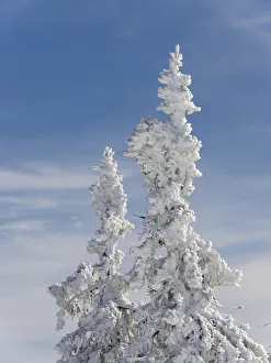 Snow-covered trees at the peak of Mount Lusen. Winter at Mount Lusen in National Park Snow-covered trees at the peak of Mount Lusen. Winter at Mount Lusen in National Park