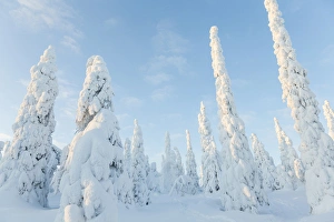 Snow covered trees, Riisitunturi National Park, Lapland, Finland Snow covered trees, Riisitunturi National Park, Lapland, Finland