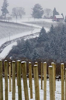 Snow covered view of the Red Hills from Knudsen vineyard looking towards Bella Vida vineyard Snow covered view of the Red Hills from Knudsen vineyard looking towards Bella Vida vineyard