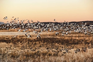 Snow Geese (Chen caerulescens) in flight at sunrise, Bosque del Apache National Wildlife Refuge Snow Geese (Chen caerulescens) in flight at sunrise, Bosque del Apache National Wildlife Refuge
