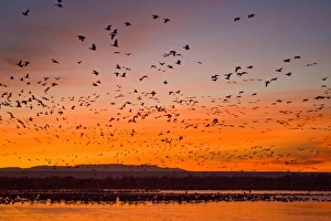 Snow Geese (Chen caerulescens) at sunrise, Bosque del Apache National Wildlife Refuge Snow Geese (Chen caerulescens) at sunrise, Bosque del Apache National Wildlife Refuge