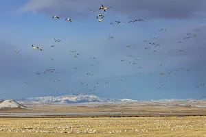 Fairfield Gallery: Snow geese feeding in barley field stubble near Freezeout Lake Wildlife Management
