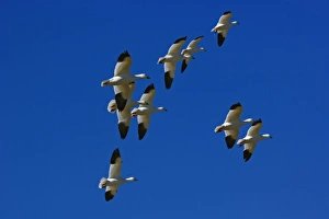Snow Geese in flight, Anser Caerulescens, Bosque Del Apache National Wildlife Refuge Snow Geese in flight, Anser Caerulescens, Bosque Del Apache National Wildlife Refuge