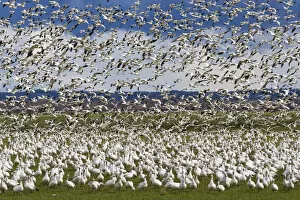 Images Dated 30th March 2008: Snow Geese Flock
