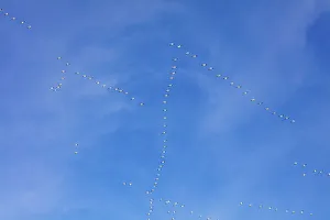Fairfield Gallery: Snow geese flying at Freezeout Lake Wildlife Management Area near Choteau, Montana, USA