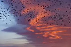 Fairfield Gallery: Snow geese lift off with dramatic lenticular cloud sunrise sky during spring migration at