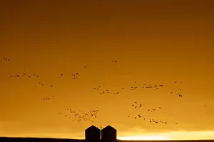 Fairfield Gallery: Snow geese silhouetted against dramatic sunrise sky during spring migration at Freezeout