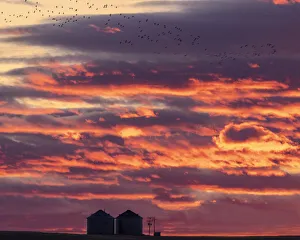 Fairfield Gallery: Snow geese silhouetted against sunrise sky during spring migration at Freezeout Lake