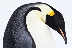 Snow Hill, Antarctica. Emporer Penguin. High Key Snow Hill, Antarctica. Emporer Penguin. High Key