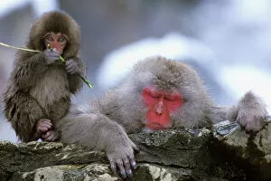 Playful Gallery: Snow Monkey Mother & Child, Jigokudani, Nagano, Japan